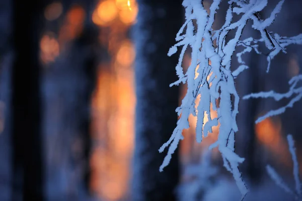 Forêt Hiver Crépuscule Dernière Lumière Soleil Couchant Entre Les Troncs — Photo