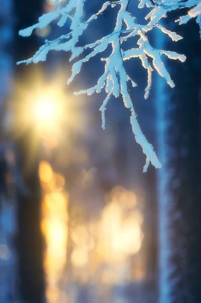 Zimowy Las Wieczornym Słońcu — Zdjęcie stockowe