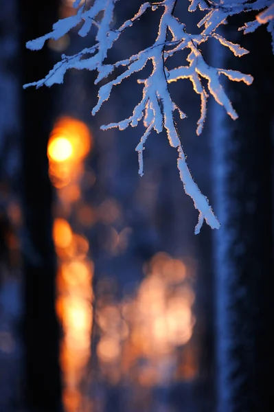Белоснежная Береза Betula Pendula Разветвляется Против Подсветки Зимнего Леса Низкоугольным — стоковое фото