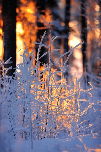 黄昏时的冬季森林 夕阳西下的最后一盏灯在树的树干之间 有选择的场焦点和浅层深度 — 图库照片