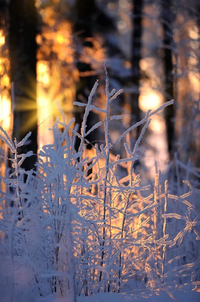 Bosque Invierno Luz Del Sol Asomándose Entre Los Árboles —  Fotos de Stock