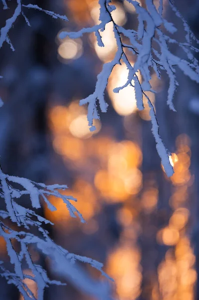 雪と霜に覆われた白樺の木 Betula Penula の枝は 低い角度の太陽によって冬の森のバックライトに対して 選択的焦点とフィールドの浅い深さ ロイヤリティフリーのストック写真