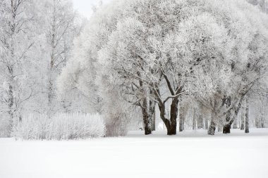Kış manzarası. Parkta kar ve buz kaplı ağaçlar.