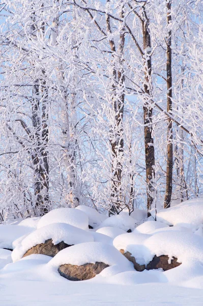 石や枝を覆う新しく落下した雪 幹や枝に焦点を当てる — ストック写真