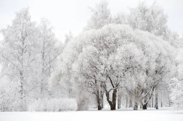 冬の風景 公園の雪と霜に覆われた木 — ストック写真