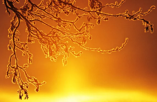 Frost Covered Alder Tree Branch Setting Sun — Stock Photo, Image