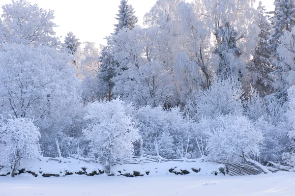 Paisaje Invernal Con Nieve Árboles Cubiertos Heladas —  Fotos de Stock