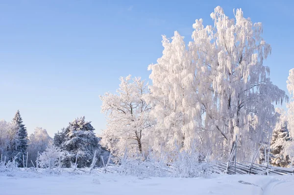 雪と霜で覆われた木と冬の風景 — ストック写真