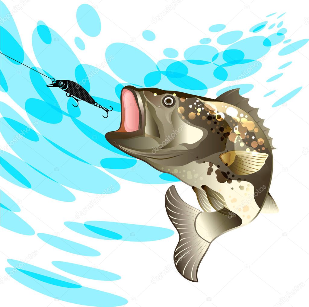 Multicolored fish bass, perch fishing, bait, black vobler, water splash