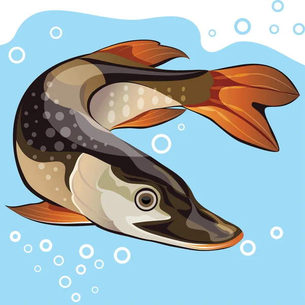 Poisson, grand brochet, illustration vectorielle — Image vectorielle