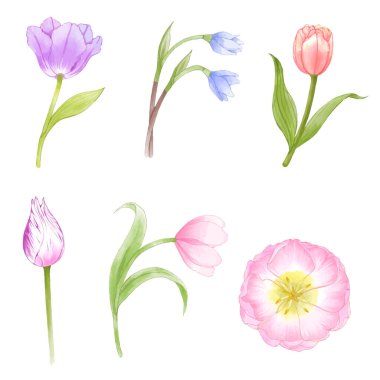 Lalelerin suluboya vektörü çiçek seti ve yeşil yapraklar vektör çizimi. Tasarımlarınız için güzel bir çiçek deseni, kozmetik ambalajı, kartpostallar, posterler, arka planlar, kumaş, not defterleri, hatıra defteri, düğün davetiyesi.