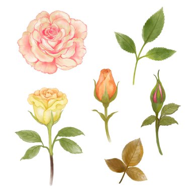 Gül seti ve yeşil yapraklı vektör çizimi suluboya vektörü. Tasarımlarınız için güzel bir çiçek deseni, kozmetik ambalajı, kartpostallar, posterler, arka planlar, kumaş, not defterleri, hatıra defteri, düğün davetiyesi.