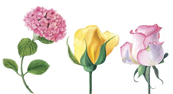 Flores realistas: Hydrangea rosa, rosas amarillas y rosas rosadas —  Fotos de Stock