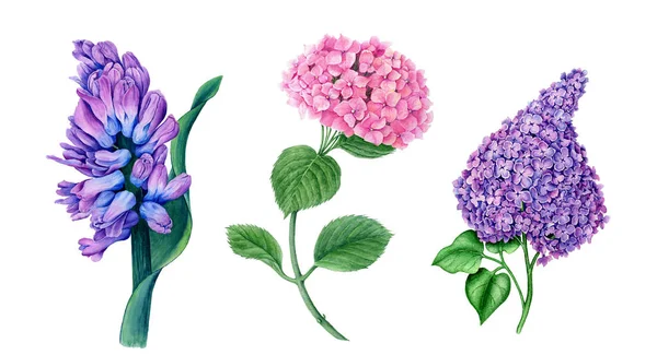 Винтажная цветочная коллекция Гиацинта, Гидрангеи и Сирени — стоковое фото