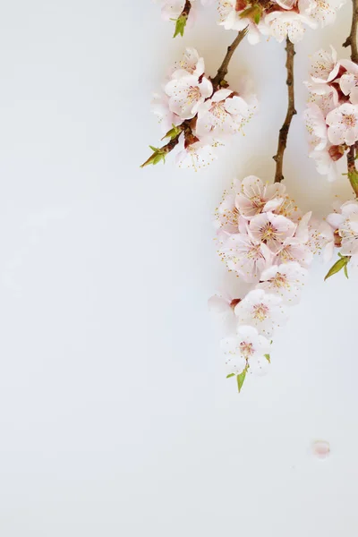 Ramas de un albaricoque en flor sobre un fondo blanco. Pétalos de flor rosa. Delicado ramo de primavera Imágenes De Stock Sin Royalties Gratis