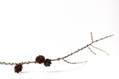 Atık olmayan noeller, çevre dostu hediye paketleri, çevre dostu Noel tatili konsepti, minimalizm. Yılbaşı konsepti. Dekorasyon için külahlı büyük bir dal