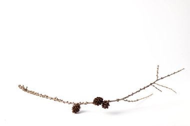 Atık olmayan noeller, çevre dostu hediye paketleri, çevre dostu Noel tatili konsepti, minimalizm. Yılbaşı konsepti. Dekorasyon için külahlı büyük bir dal.