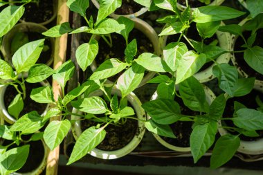 Plastik bardaklarda yeşil fidanlar. Plastik yeniden kullanma konsepti, geri dönüşüm ve yükseltme. Sağlıklı beslenme