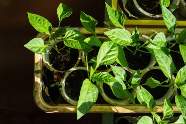 Plastik bardaklarda yeşil fidanlar. Plastik yeniden kullanma konsepti, geri dönüşüm ve yükseltme. Sağlıklı beslenme