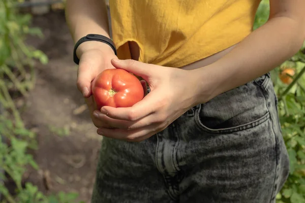 Una Giovane Ragazza Raccoglie Pomodori Freschi Alla Piantagione Pomodori Rossi — Foto Stock