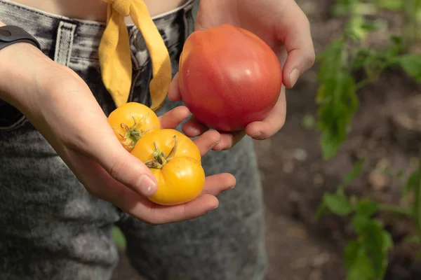 Una Giovane Ragazza Raccoglie Pomodori Freschi Alla Piantagione Pomodori Rossi — Foto Stock