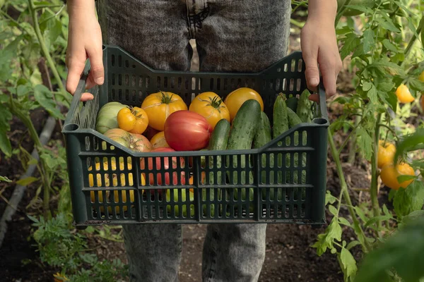 Giovane Agricoltore Maschio Raccogliendo Pomodori Freschi Piantagione — Foto Stock