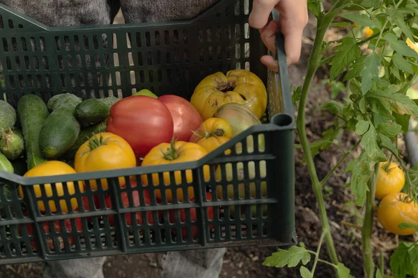 Giovane Agricoltore Maschio Raccogliendo Pomodori Freschi Piantagione — Foto Stock
