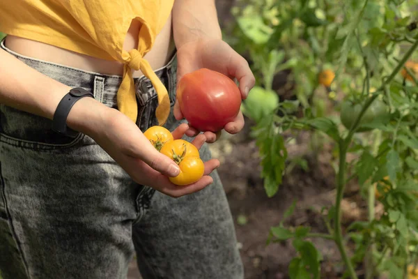 Una giovane ragazza raccoglie pomodori freschi alla piantagione. Pomodori rossi e gialli nelle mani — Foto Stock