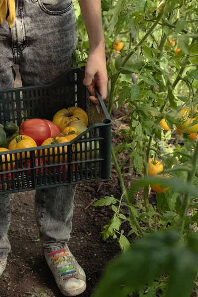 Il giovane agricoltore raccoglie pomodori freschi alla piantagione. Il cesto contiene pomodori rossi e gialli, cetrioli verdi. Negozio Verdura locale e brutta — Foto Stock