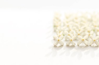 Beyaz arka planda beyaz leylak çiçeklerinin deseni. Eşit miktarda infloresans. Asgari tasarım ve sanat nesnesi.