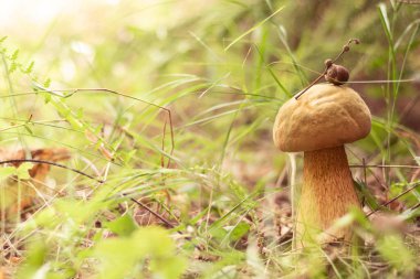Ormanda yeşil otların arasında altın bir mantar yetişiyor. Şapkasında meşe palamudu olan bir dal var. Vahşi orman. Boşluğu kopyala