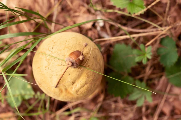 Um cogumelo dourado cresce na floresta entre a grama verde. Há um galho com uma bolota no chapéu. Floresta selvagem. Vista superior — Fotografia de Stock