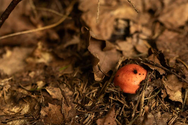 A rúcula vermelha é visível sob a folhagem marrom morta. Uma mosca senta-se em um gorro de cogumelo. Espaço de cópia — Fotografia de Stock