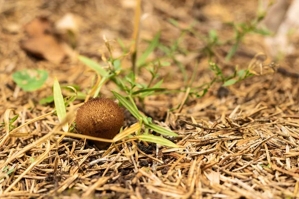 En liten rund svamp regnrock växer upp ur marken Kopiera utrymme — Stockfoto