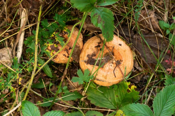 Cogumelos comestíveis gorro leitoso crescem na floresta — Fotografia de Stock