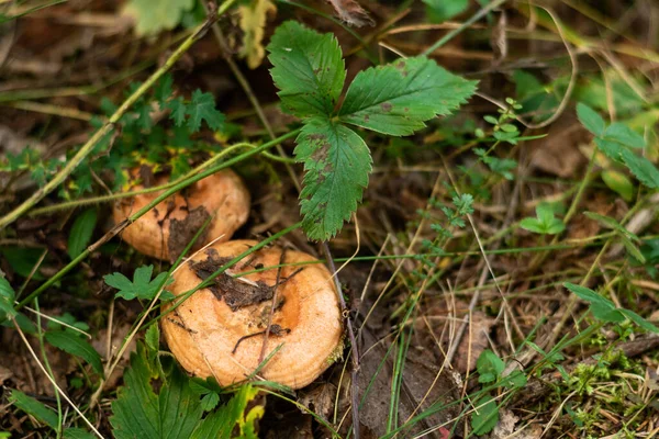 Cogumelos comestíveis gorro leitoso crescem na floresta — Fotografia de Stock