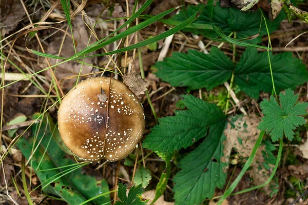 Pilz ungenießbar, schädlich im Dickicht des Waldes im grünen Gras. Spaziergänge im Wald — Stockfoto