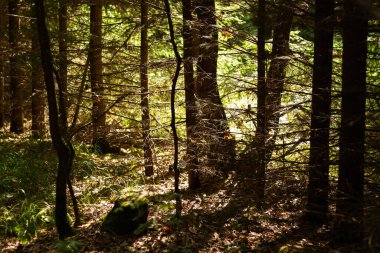 Güneş ışınları karışık ormanın ağaçlarının arasından geçer. Yumuşak odak