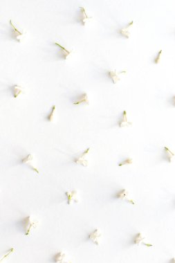 Beyaz arka planda beyaz leylak çiçeklerinin deseni. Eşit miktarda infloresans. Minimalist tasarım ve sanat objesi. Üst görünüm