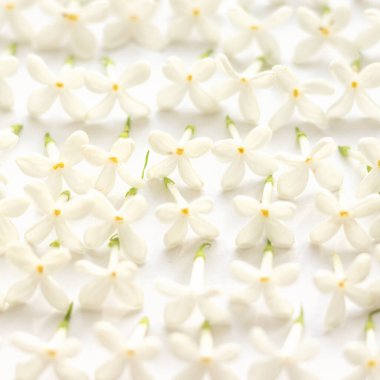 Beyaz arka planda beyaz leylak çiçeklerinin deseni. Eşit miktarda infloresans. Minimalist tasarım ve sanat objesi. Üst görünüm