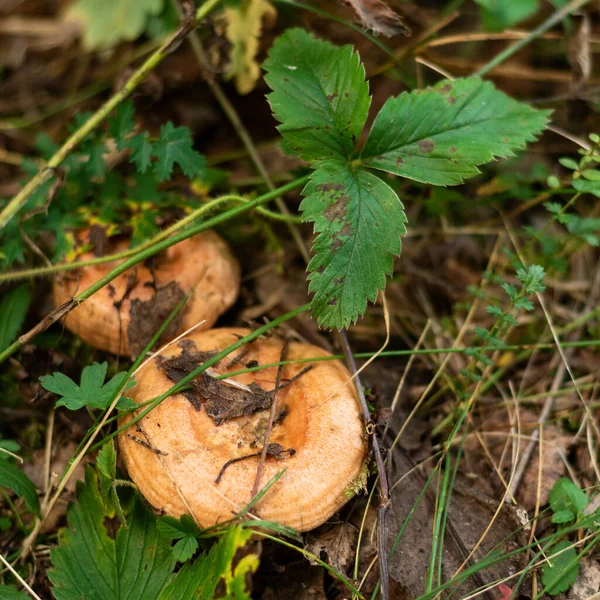 Cogumelos comestíveis milkcap wolly crescer na floresta. Foco suave — Fotografia de Stock