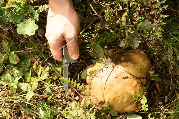 A apanhar cogumelos na floresta. O colhedor de cogumelos vai cortar o cogumelo com uma faca. Floresta selvagem, foco suave — Fotografia de Stock