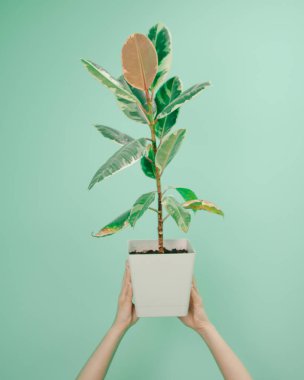 Bir kız elinde incir çiçeğiyle beyaz bir çömlek tutuyor. Süslü ev bitkisi. Ficus elastik, kauçuk ağaç. Dikey kırpma ve nane arkaplanı