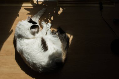 Kedi bir topun içine kıvrılmış.