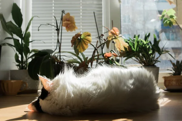 Gatto Bianco Domestico Giace Vicino Alla Finestra Tra Piante Amare — Foto Stock