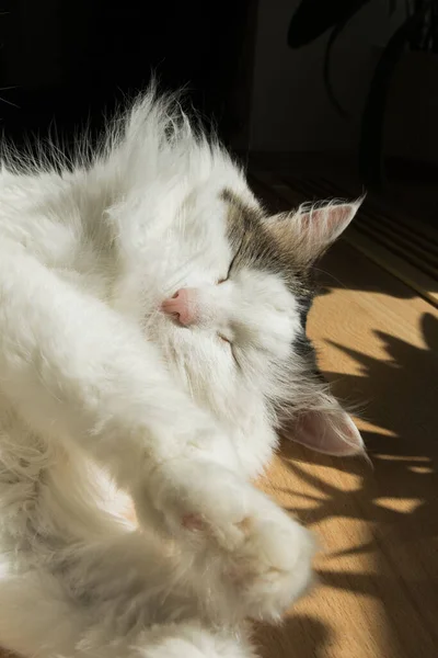 White fluffy adult non-pedigree cat lies on the table, bright sunlight. — Stock Photo, Image