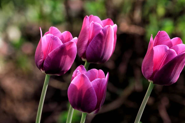 Tulpen Garten Tulpen Frühling — Stockfoto