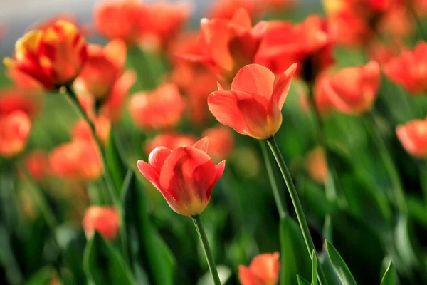 Tulips Garden Tulips Spring — Stock Photo, Image