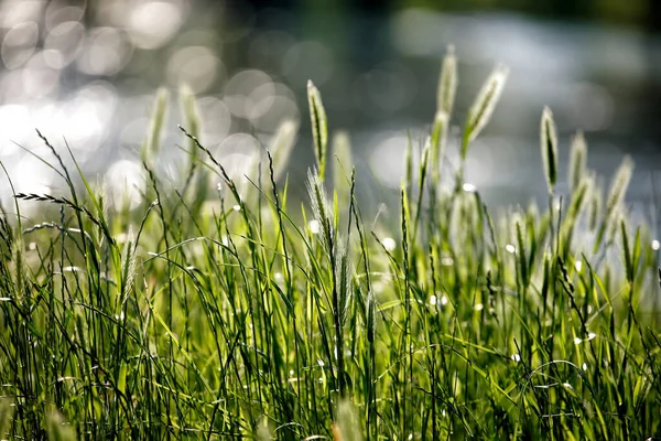 春には川のそばの草 — ストック写真