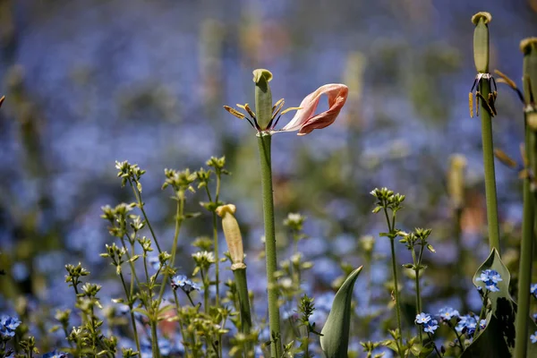 Tulips Garden Tulips Spring — Stock Photo, Image